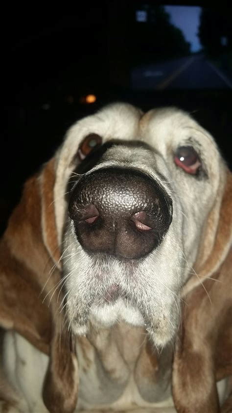 Millie Girl Basset Hound