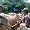 Populasi Sapi Di Pacitan Capai 59 000 Ekor 7000 Ditargetkan Rampung