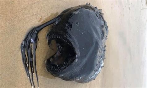 Strange Deep Sea Creatures Found After Tsunami