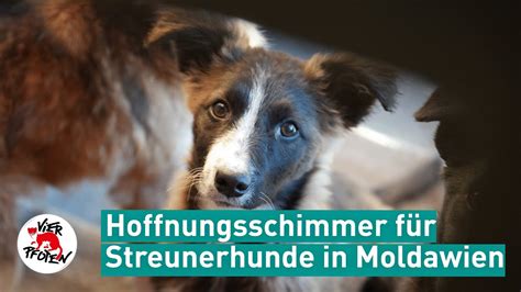 Ein Hoffnungsschimmer für Streuner in Moldawien VIER PFOTEN YouTube