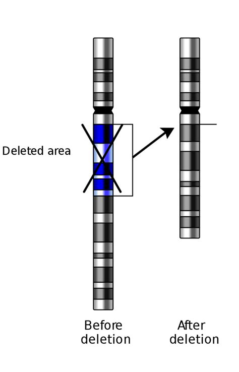 Difference Between Substitution Insertion And Deletion Mutations