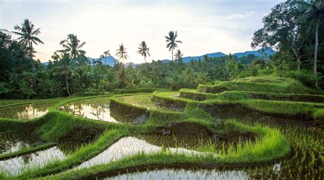 Jatiluwih Rice Terraces Tours - Book Now | Expedia