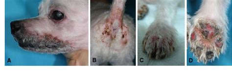 Figure 1 From Long‐term Management With Adipose Tissue‐derived