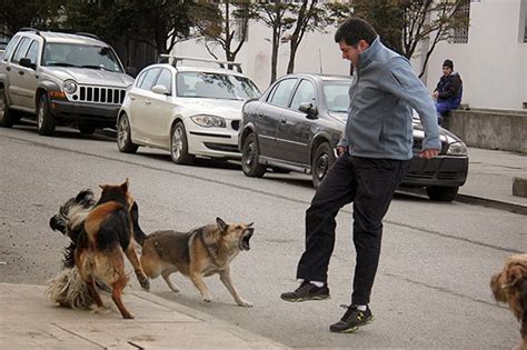 Por Qu Atacan A La Gente Los Perros Del Fin Del Mundo