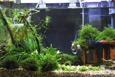 Aquarium Substrate For Live Plants A Quick Guide