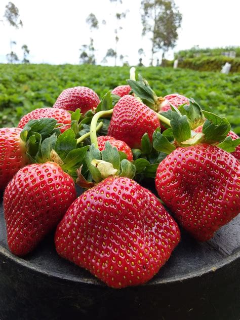 Buah Stroberi Strawberry Ciwidey Bandung Fresh Gram Lazada