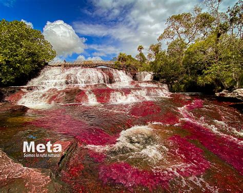 Caño Cristales Denominado ‘el Río De Los Siete Colores’ Abrió Sus Puertas Al Turismo Nacional