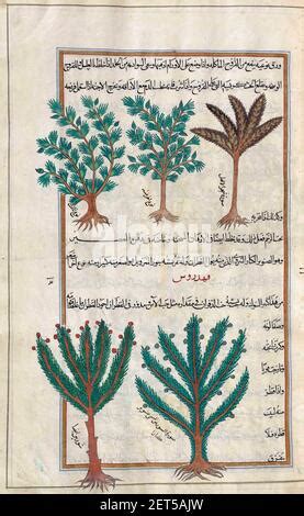 Plantas no identificadas Después de una ilustración de Mirza Baqir en