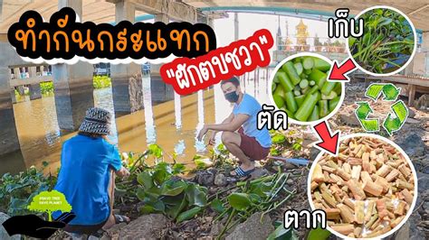 ผักตบชวาที่ไร้ค่า นำมาทำอะไรดี!?? - YouTube