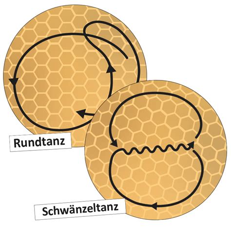 Lebenszyklus Und Kommunikation Der Honigbiene Magnetisch Zuchtsets Biologie Schulfächer