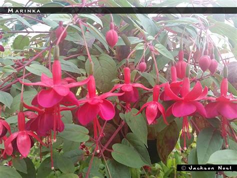 Marinka - FuchsiaFinder