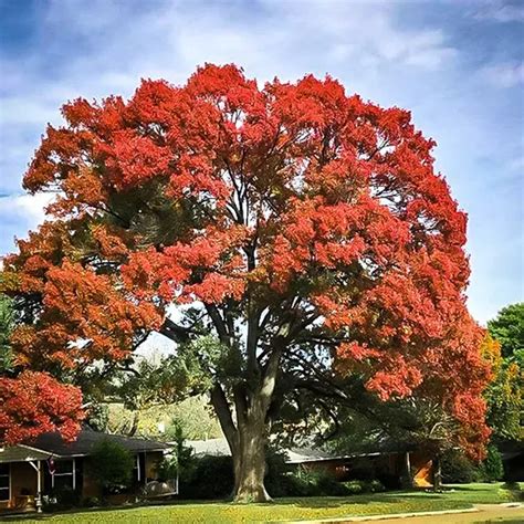 Shumard Red Oak Trees For Sale Online | The Tree Center