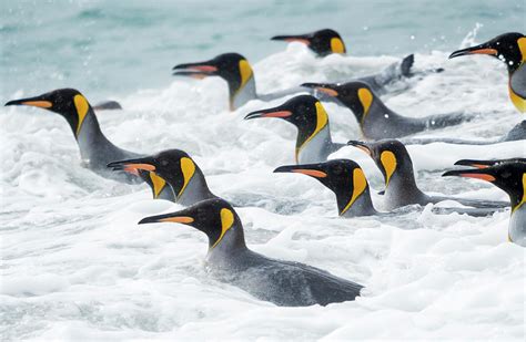King Penguin Rookery On Salisbury Plain Photograph by Martin Zwick - Pixels