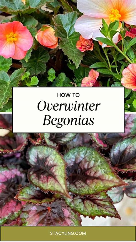 How To Overwinter Begonias Enjoy Them Year Round Bricks N Blooms