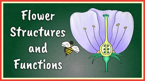 Diagram Of A Wind Pollinated Flower Best Flower Site