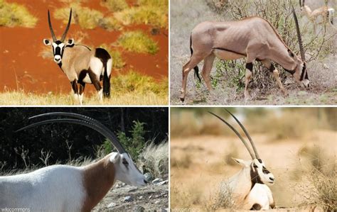 Oryx Four Legendary Spear Tipped Antelope Africa Geographic