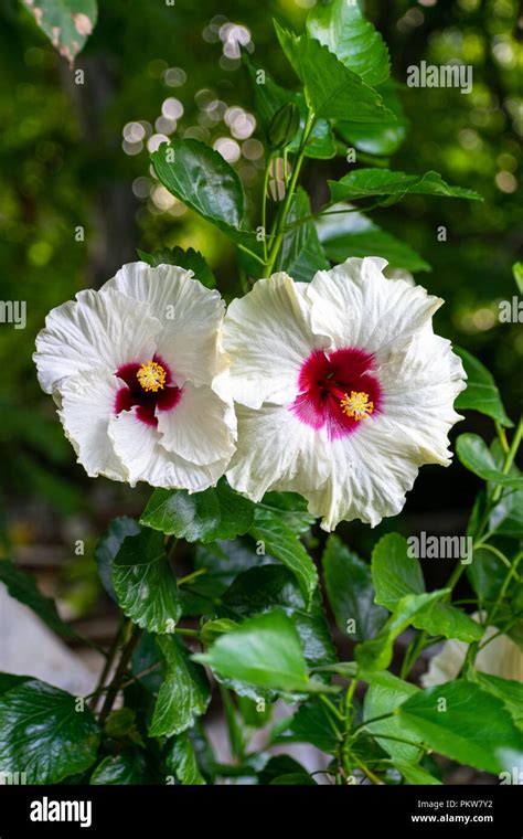 Hibiscus Syriacus Rose Of Sharon Syrian Ketmia Rose Mallow St