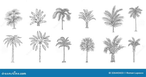 Hand Drawn Tropical Palm Trees Vector Set Of Hawaii Beach Palm Tree