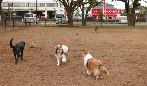 201801 篠崎公園ドッグラン Haru Maru