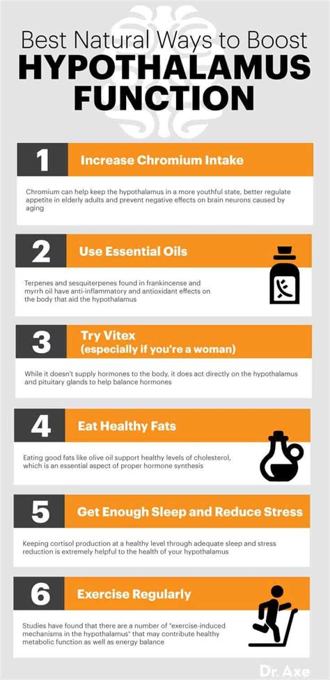 Hypothalamus Function, Hormones, Disorders and More - Dr. Axe