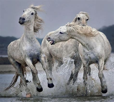 10 fun facts about the american paint horse – Artofit