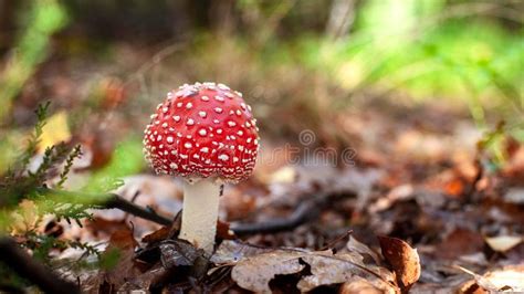 Beautiful Red Fly Agaric Mushroom Or Toadstool Between Autumn Le Stock