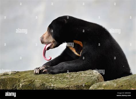 sun bear show long tongue Stock Photo - Alamy