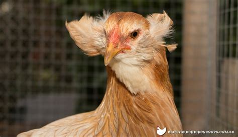 Araucana Chicken Breed Profile - Easily Integrated Chicken