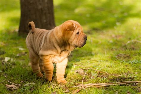 Shar Pei Conheça Tudo Sobre A Raça De Cachorro Doghero