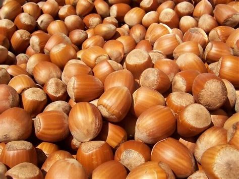 Freshly Harvested American Grown Raw In Shell Whole Hazelnuts Filberts