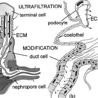 (PDF) Structure and development of nephridia in Annelida and related taxa