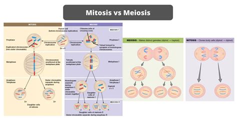 The Key Similarities and Differences: A Diagram of Meiosis and Mitosis Explained