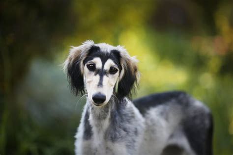 Saluki Slougui Caract Re Soins Nutrition Et Entra Nement