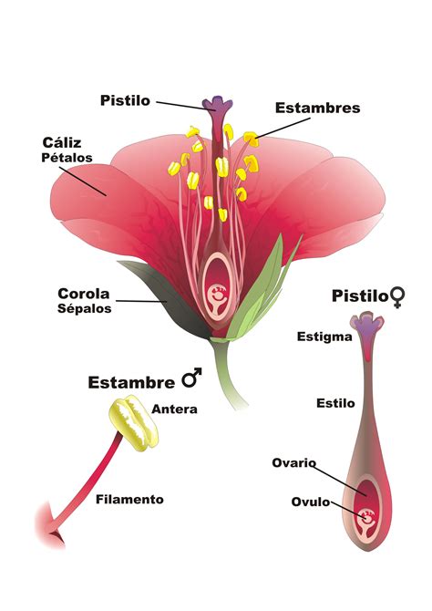 Le Parti Del Fiore Scheda Didattica TuttoDisegni