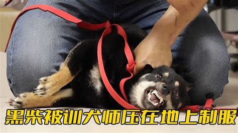 黑柴瘋狂撕咬主人被訓犬師壓在地上制服幾分鐘就變得服服帖帖 YouTube