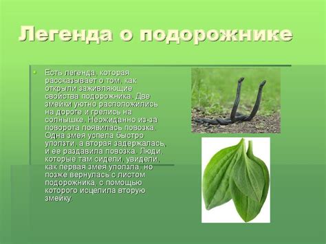 Подорожник. Лекарственное растение - презентация онлайн
