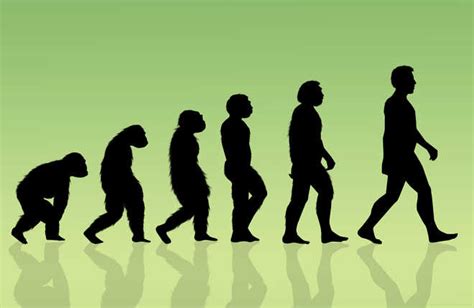 Human body went through four stages of evolution - The Tribune