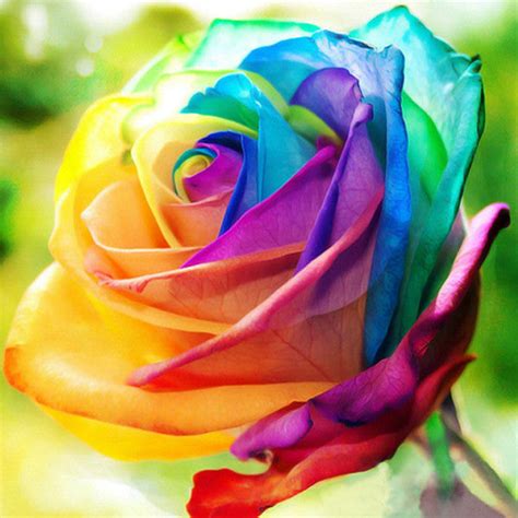 Rare Holland Rainbow Rose Flower Seeds — Jack Seeds