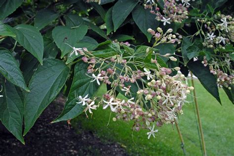 Clerodendrum trichotomum (Harlequin Glorybower, Peanut Butter Tree ...