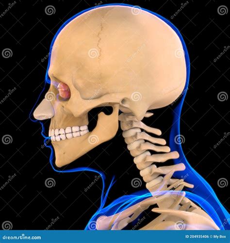 Nasal Cartilage Anatomy For Medical Concept 3d Stock Illustration