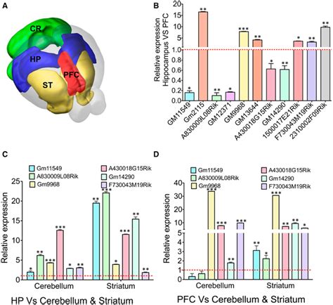 Frontiers Transcriptome Analyses Of Adult Mouse Brain Reveal