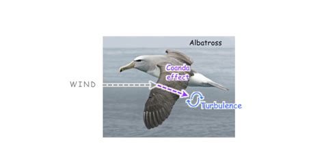 e-i. Coanda effect and turbulence on an albatross's wing. | Download Scientific Diagram