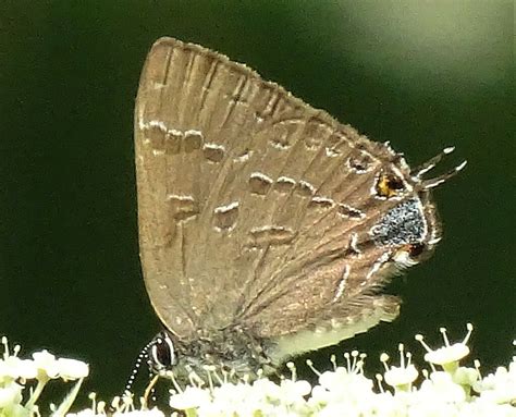 Hickory Hairstreak From Rare Charitable Research Reserve Thompson