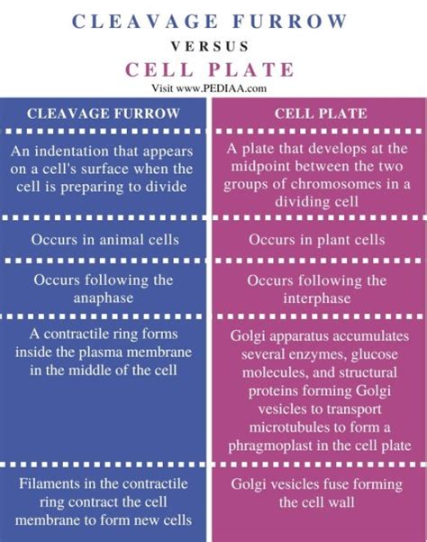 What is the Difference Between Cleavage Furrow and Cell Plate - Pediaa.Com