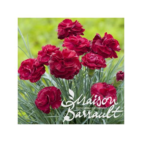 Dianthus Plumarius Scent First Passion Hot