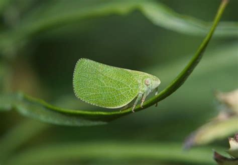 11 Amazing Examples Of Insect Camouflage Insects Camouflage Bugs