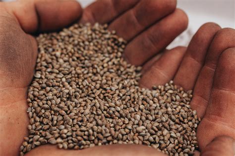 How To Harvest Hemp Seed The Global Hemp Seeds Market Is Forecasted To Grow At A Cagr We