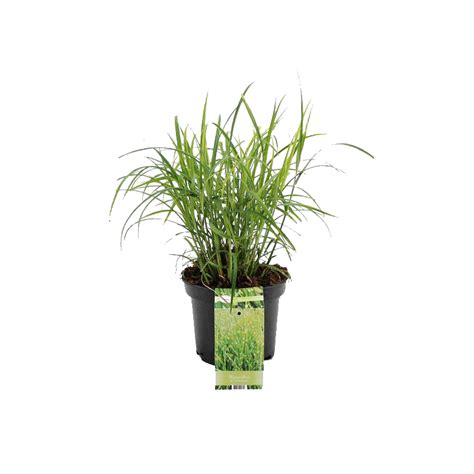 Miscanthus Sinensis Silberfeder Snel Bestellen