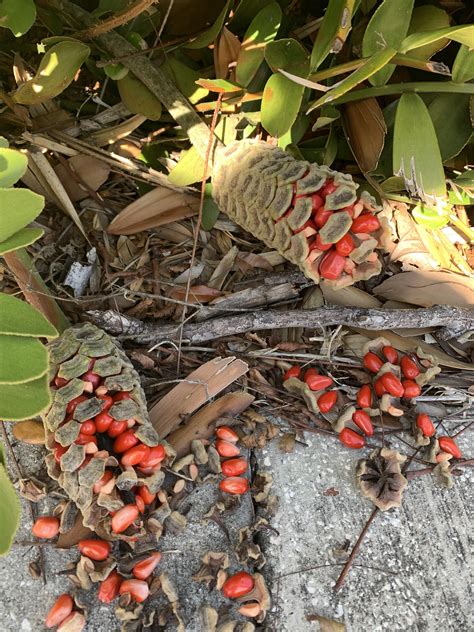 Found in Florida. : r/whatsthisplant 