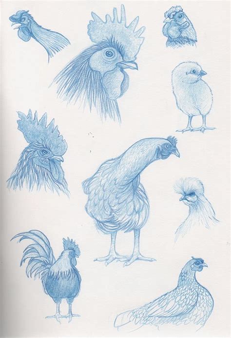 Rooster, chicken and chick ... some sketches | Sketches, Nature sketch ...